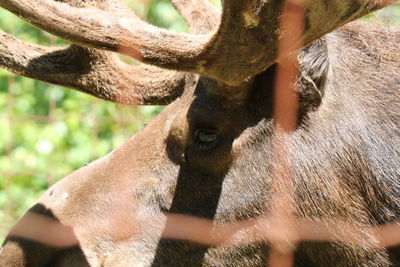 Close-up of horse