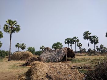 Palm trees on field against clear sky