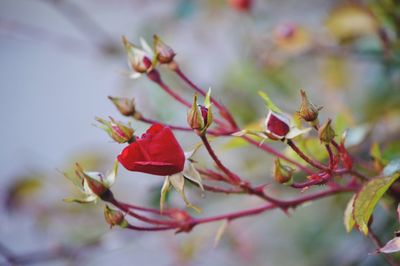 Close-up of red flowering plant