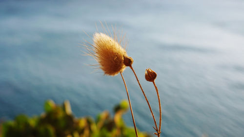 Close-up of plant against cloudy sky