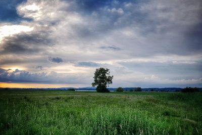 Scenic view of field against sky