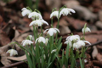 Close-up of white flowers blooming outdoors