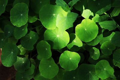 Close-up of green leaves