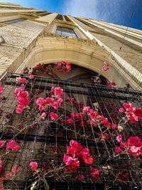 Low angle view of pink flowering plants on bridge