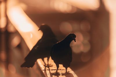 Close-up of pigeon perching