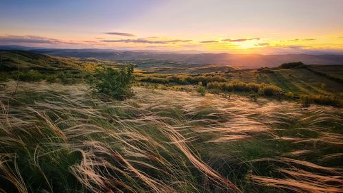 Scenic view of field against sky during sunset