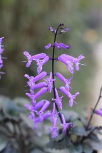 Close-up of purple flowers