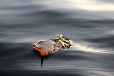 High angle view of leaf floating on water