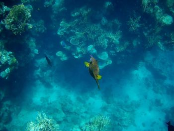 Fish swimming in sea