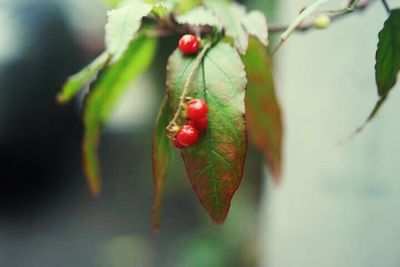 Close-up of red leaves