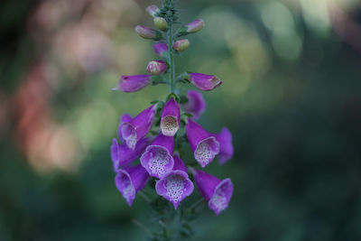 Close-up of purple flowering plant