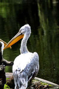 White heron in lake