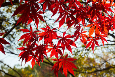 Low angle view of maple leaves on tree