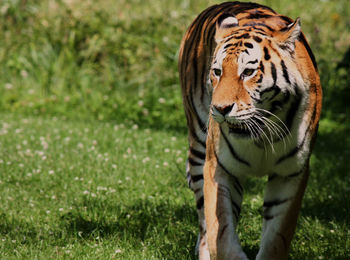 Tiger walking on grass