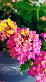 Close-up of pink flowers