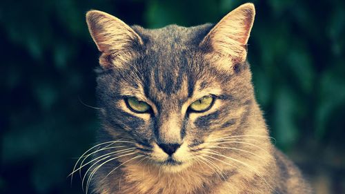 Close-up portrait of a cat