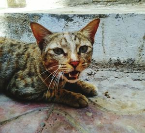 Close-up portrait of cat