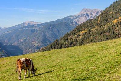 Horses in a field