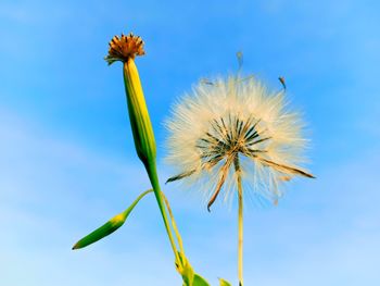 Low angle view of flowering plant against sky
