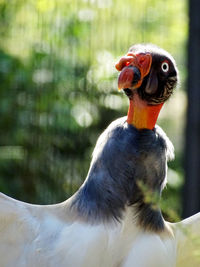 Close-up of a bird