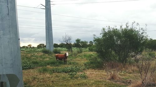 Horse grazing on field against sky