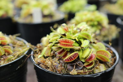 Close-up of potted venus flytrap