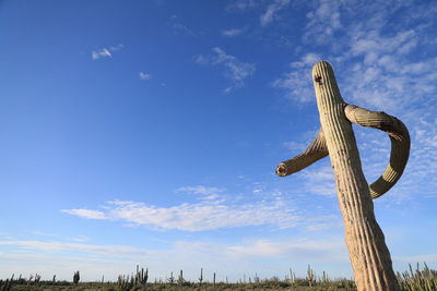 Low angle view of cactus against blue sky