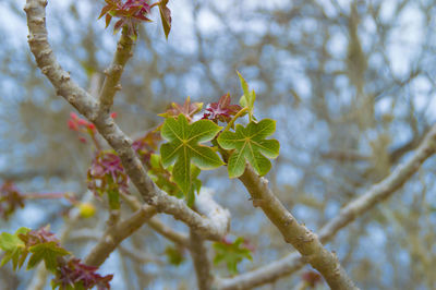 Low angle view of fresh flower tree