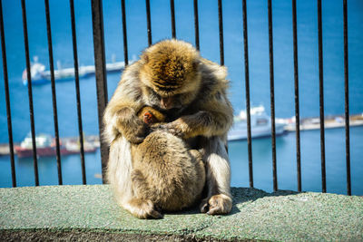 Close-up of two monkeys on fence