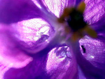 Macro shot of pink flower