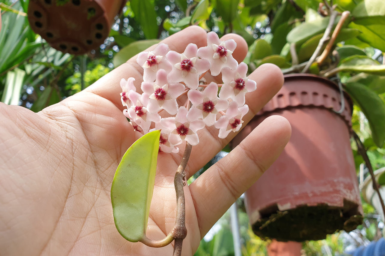 CLOSE-UP OF HAND HOLDING BOUQUET