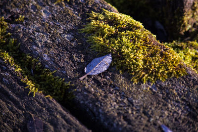 High angle view of lizard on rock