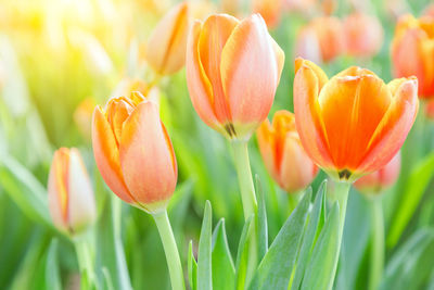 Close-up of orange tulips on field