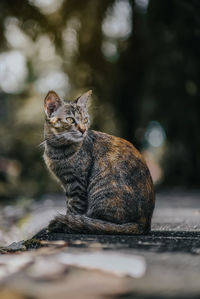 Portrait of a cat looking away