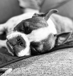 Close-up of dog sleeping on bed at home