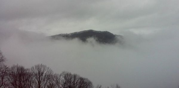 Low angle view of trees against cloudy sky