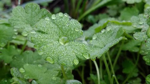 Close-up of wet plant leaves during rainy season