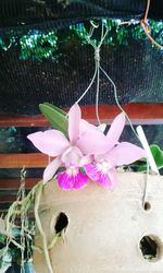 Close-up of pink flowers