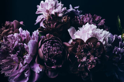 Beautiful violet peonies bouquet on black. floral background. natural flowers pattern.