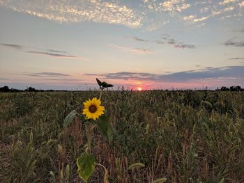 Scenic view of sunflower field against sky during sunset