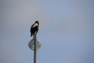 Low angle view of bird perching on pole