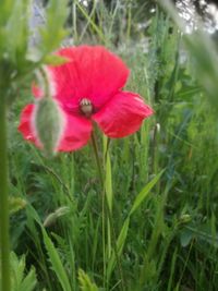 Close-up of red poppy flower on field