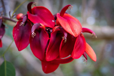 Close-up of red rose flower