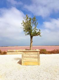 Tree on field against sky