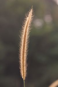 Close-up of plant against blurred background