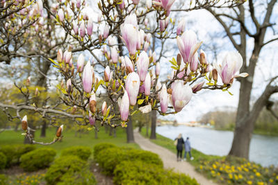 Pink cherry blossoms in park