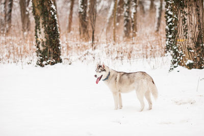 Dog standing on snow covered land