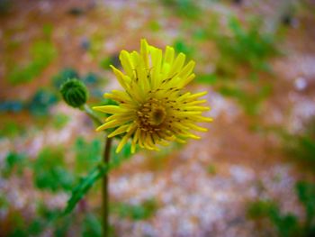 Close-up of yellow flower blooming outdoors