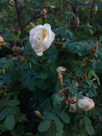 Close-up of white rose roses