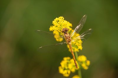 Close-up of butterfly pollinating on yellow flower